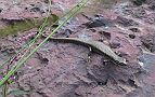 10-Avon wilderness wildlife